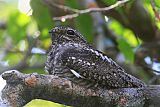 Lesser Nighthawk